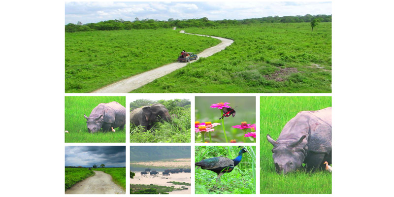 ডুয়ার্স ডায়রি ।। দ্বিতীয় পর্ব ।। গরুমারার পথ দিয়ে | সববাংলায়