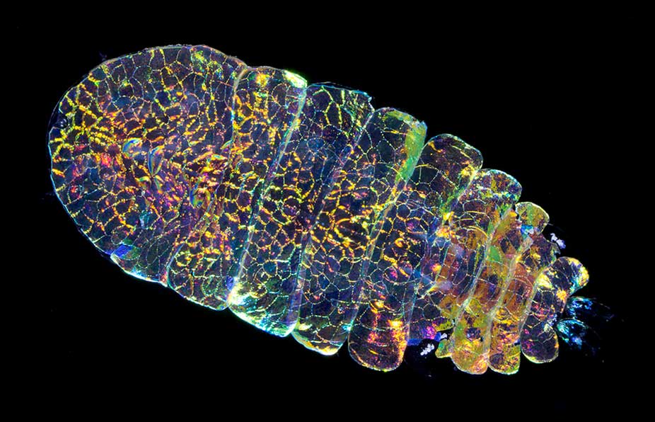 সী স্যাফায়ার