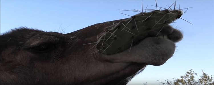 উট কাঁটা চিবিয়ে খেতে পারে কিভাবে | সববাংলায়