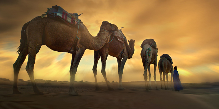 উটকে মরুভূমির জাহাজ বলা হয় কেন