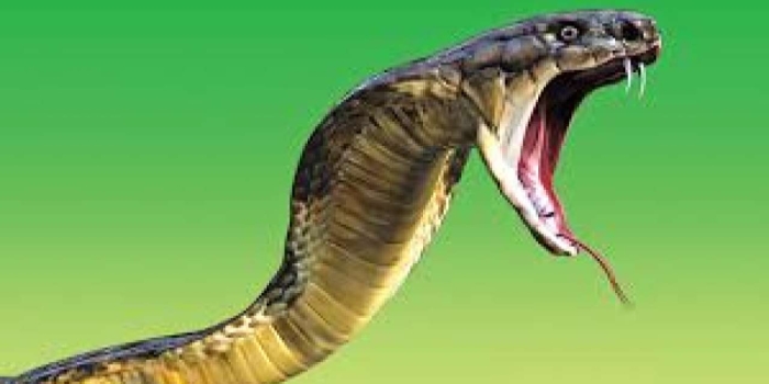 সাপের কামড়ে মানুষ মারা যায় কেন