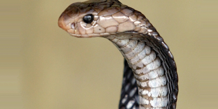 সাপের নিউরোটক্সিন বিষ