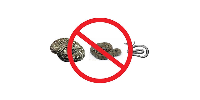 সাপের কামড় থেকে বাঁচবেন কীভাবে