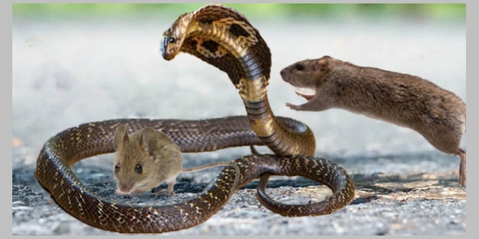 সাপ আমাদের উপকার করে কীভাবে