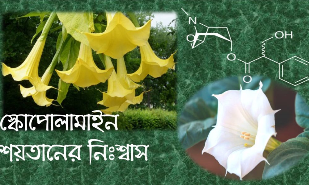 স্কোপোলামাইন - শয়তানের নিঃশ্বাস