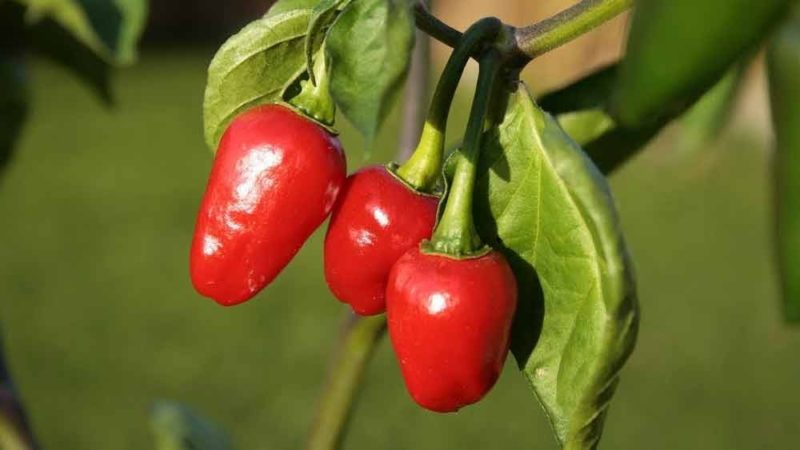 ডাল্লে খুরসানি – বাংলার একমাত্র জি আই প্রাপ্ত লঙ্কা