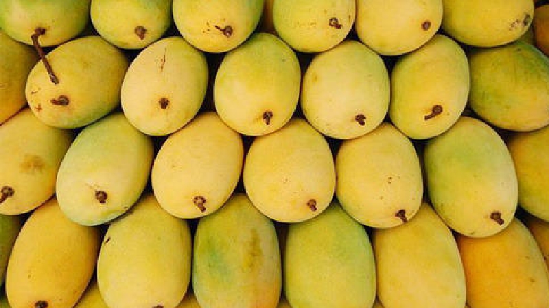 মালদা – হিমসাগর আমের স্বর্গ রাজ্য