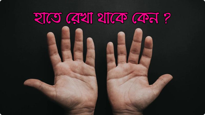 আমাদের হাতে রেখা থাকে কেন?