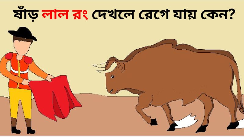 ষাঁড় লাল রং দেখলে রেগে যায় কেন?